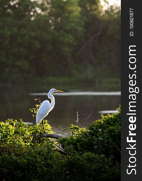 Great Egret