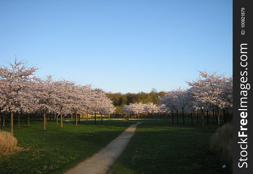 Cherry trees in the Bloesempark &#x28;&#x22;Blossom Park&#x22;&#x29; in the Amsterdamse Bos in Amstelveen, the Netherlands. Photograph taken not long after dawn on April 11 2010. Cherry trees in the Bloesempark &#x28;&#x22;Blossom Park&#x22;&#x29; in the Amsterdamse Bos in Amstelveen, the Netherlands. Photograph taken not long after dawn on April 11 2010.
