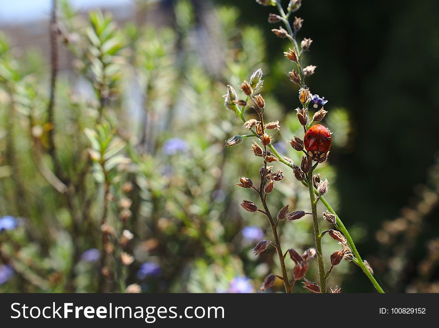 Plant, Flora, Herb, Spring