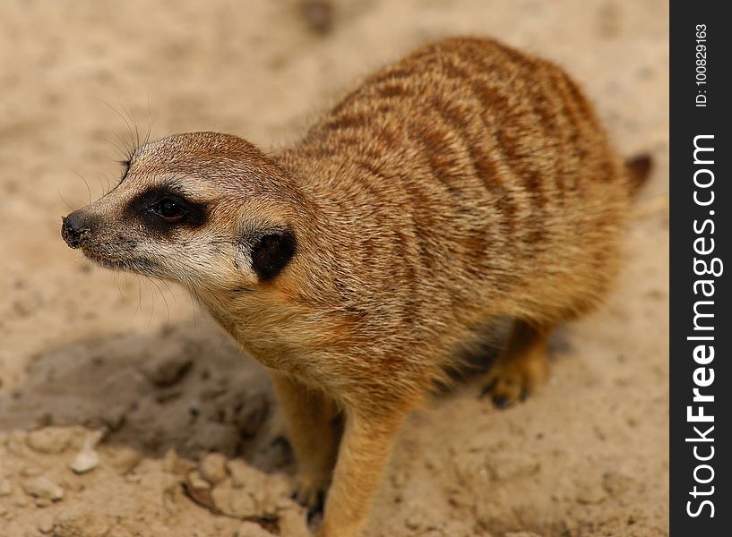 Meerkat, Mammal, Fauna, Terrestrial Animal