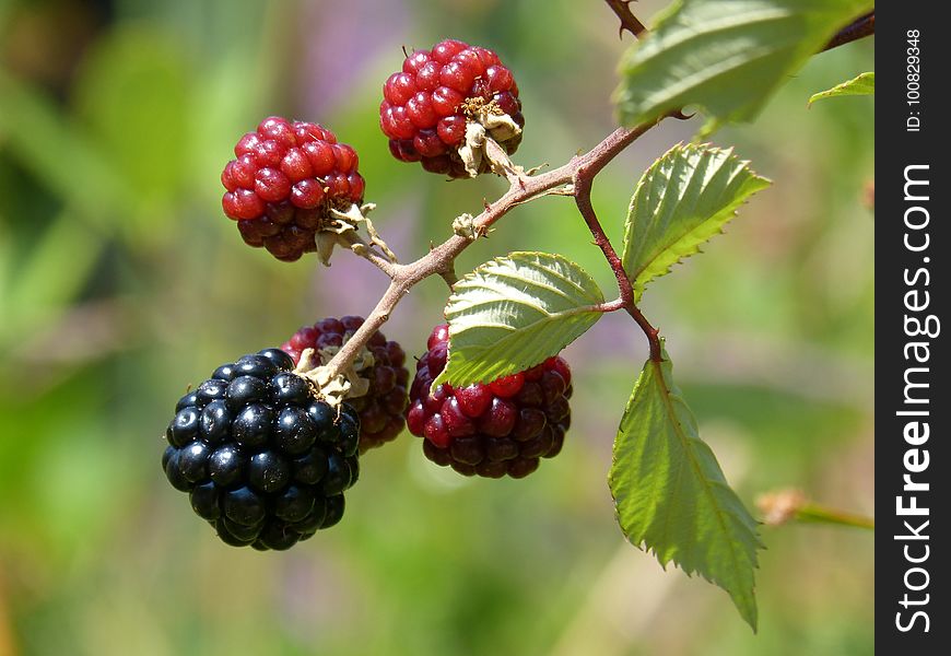 Berry, Blackberry, Raspberries Blackberries And Dewberries, Mulberry