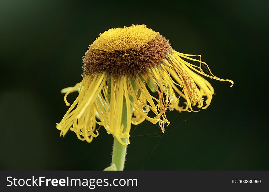 Flower, Yellow, Flora, Macro Photography