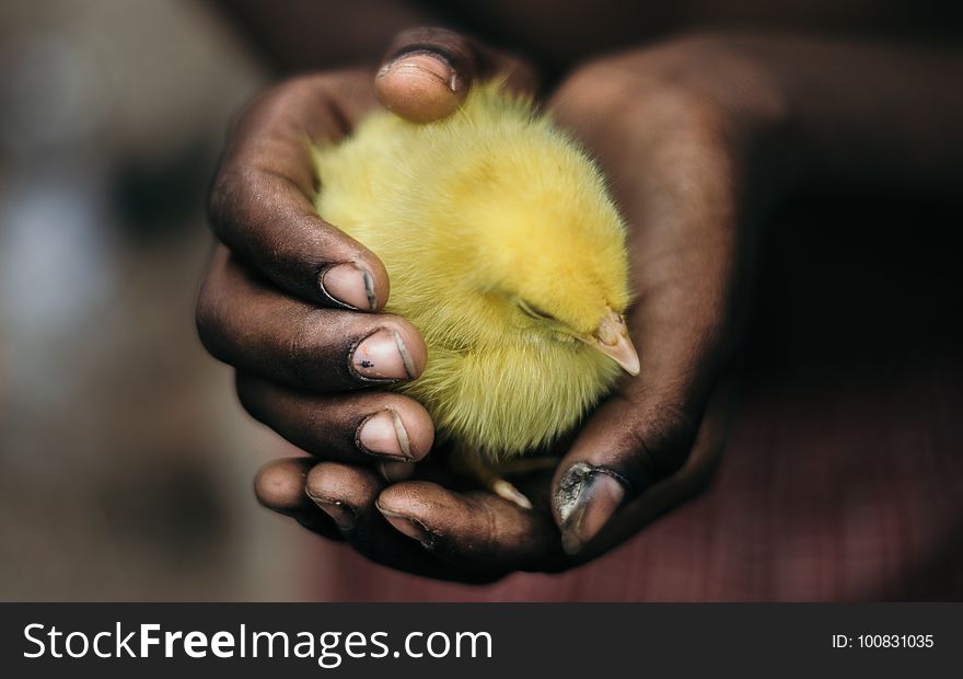 Beak, Fauna, Bird, Hand