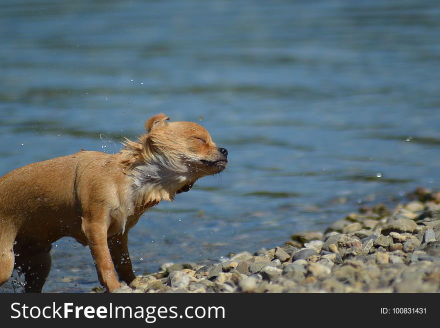 Fauna, Wildlife, Brown Bear, Snout