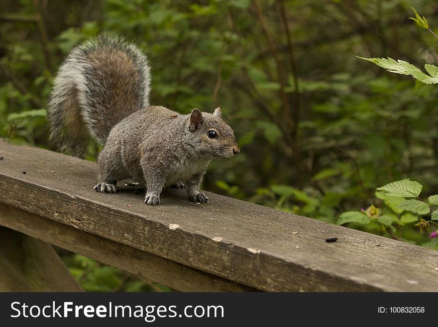 Squirrel, Fauna, Mammal, Rodent