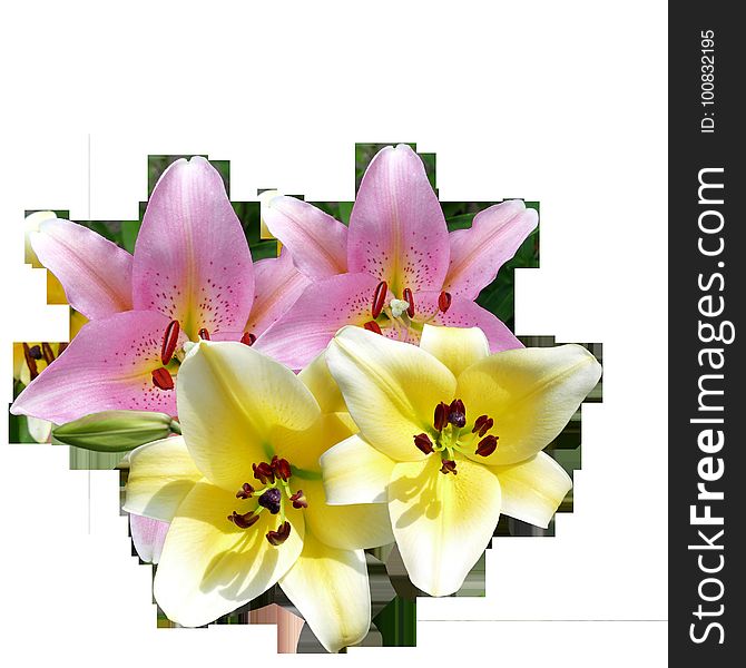 Flower, Flowering Plant, Lily, Plant