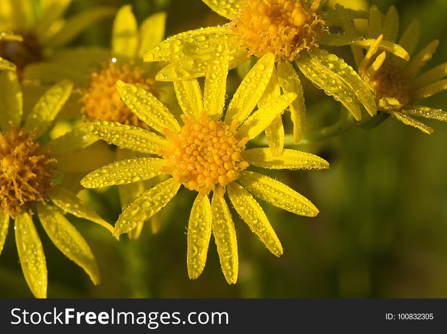 Flower, Yellow, Flora, Golden Samphire