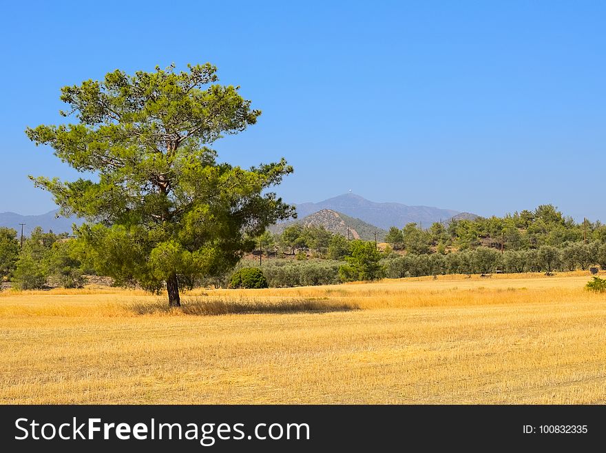 Grassland, Ecosystem, Savanna, Field