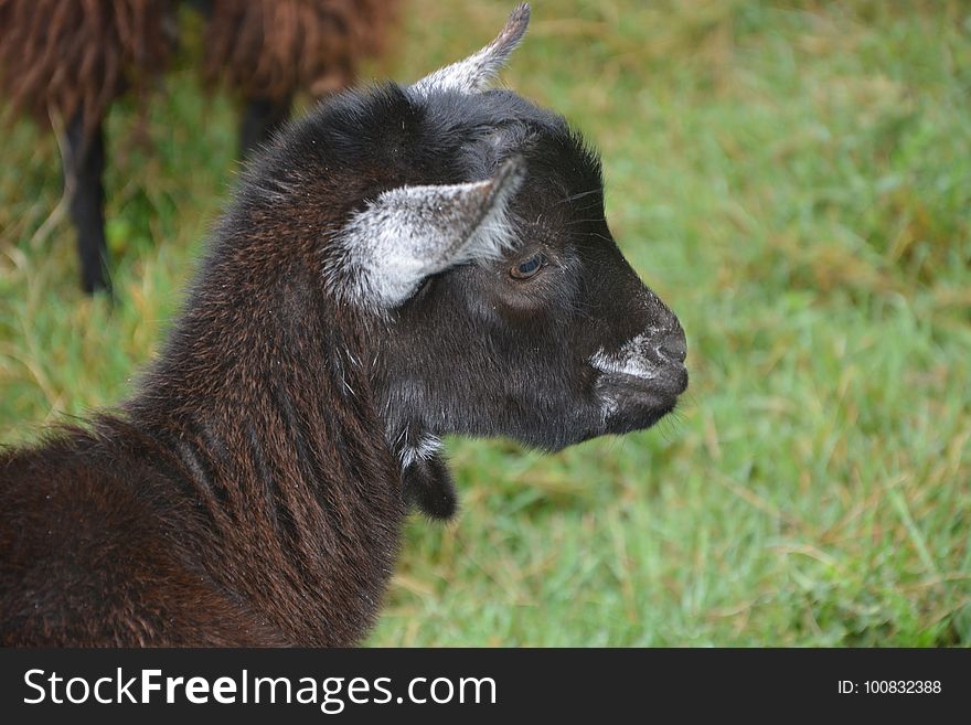 Goats, Goat, Horn, Terrestrial Animal