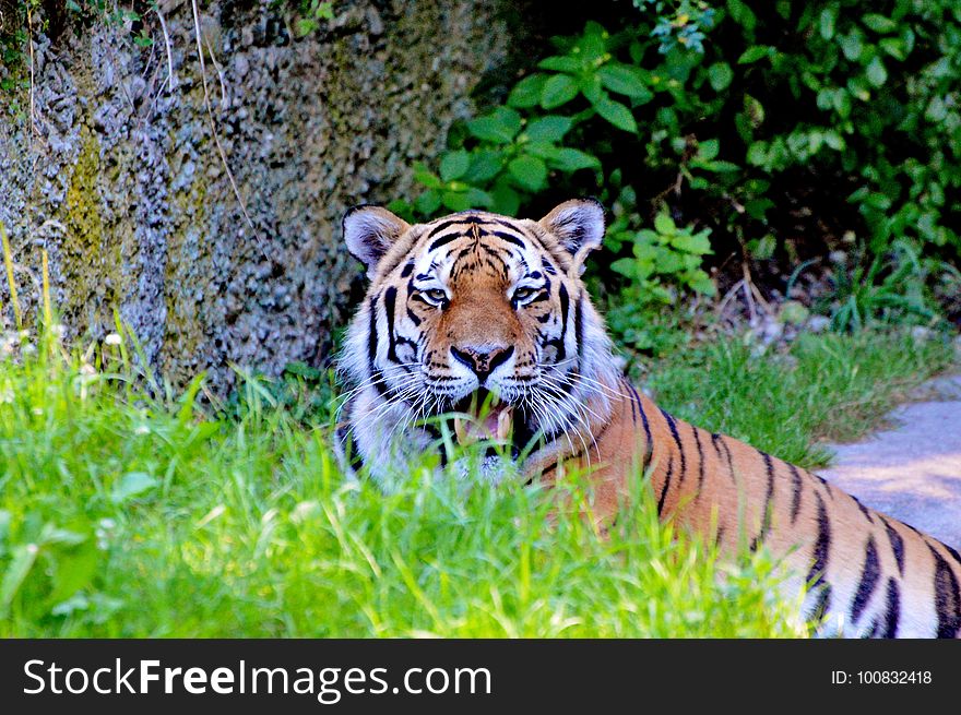 Tiger, Wildlife, Mammal, Grass