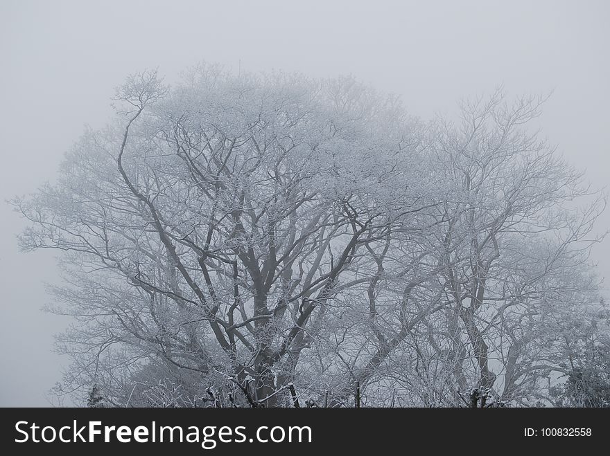 Branch, Tree, Fog, Sky
