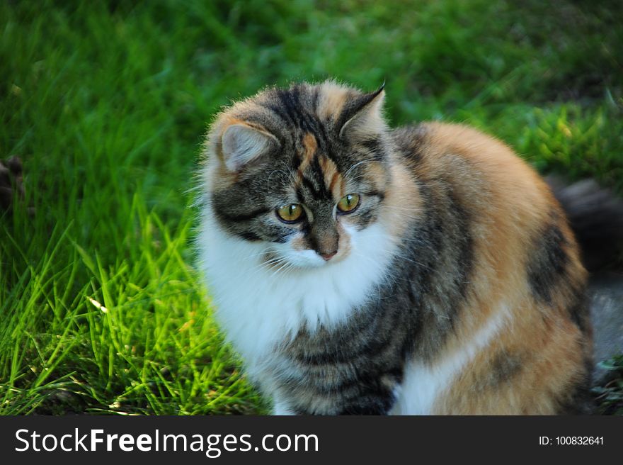 Cat, Mammal, Fauna, Whiskers