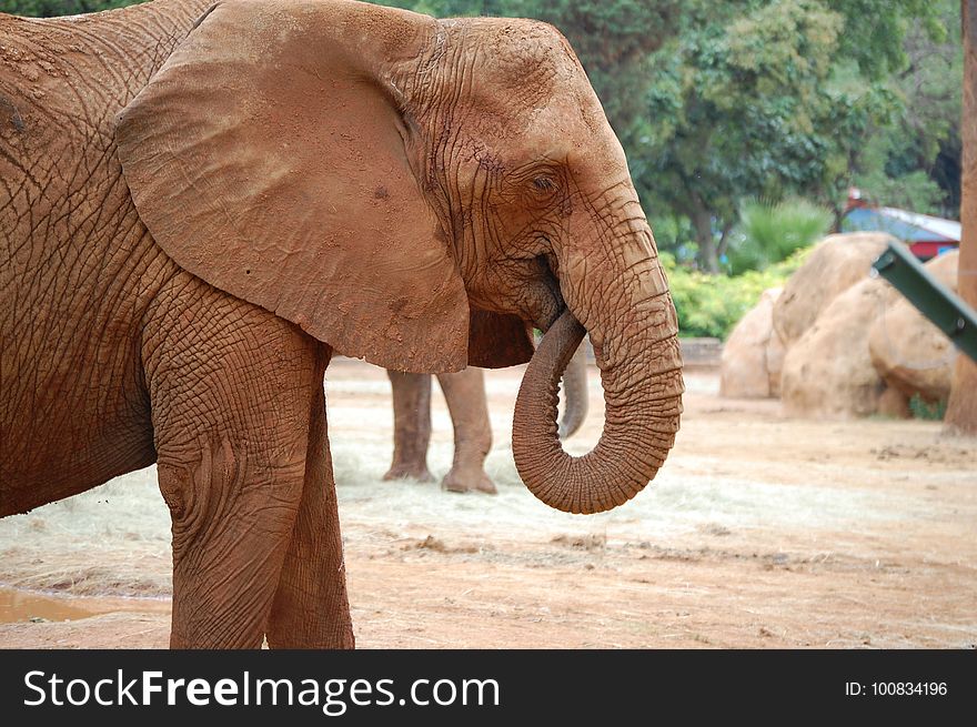 Elephant, Elephants And Mammoths, Indian Elephant, Terrestrial Animal