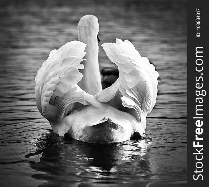 Water, White, Swan, Black And White