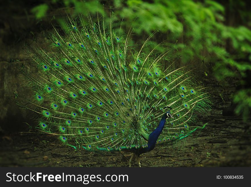 Peafowl, Ecosystem, Feather, Vegetation
