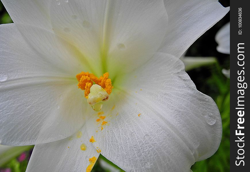 Flower, White, Yellow, Flora