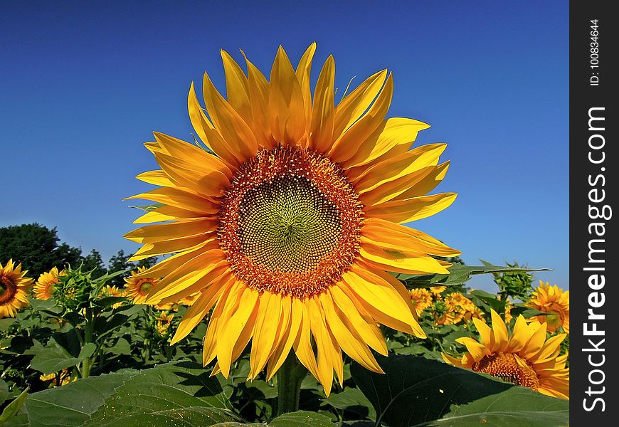 Flower, Sunflower, Flowering Plant, Sunflower Seed