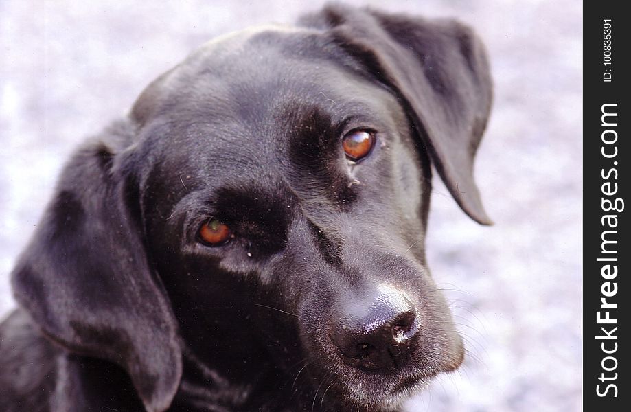 Dog, Dog Breed, Labrador Retriever, Dog Like Mammal