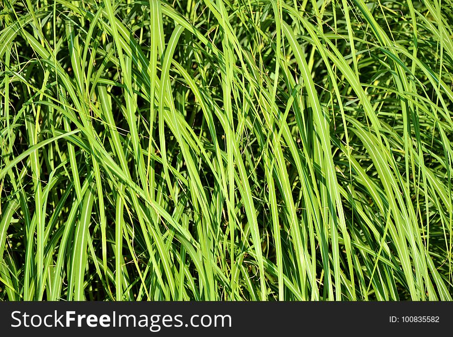 Grass, Vegetation, Grass Family, Plant