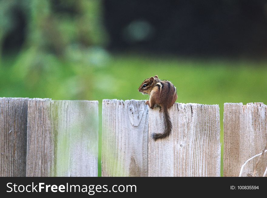 Fauna, Wildlife, Chipmunk, Squirrel