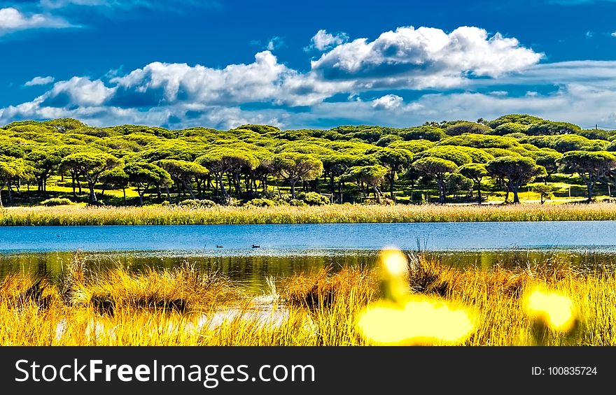 Nature, Vegetation, Ecosystem, Nature Reserve