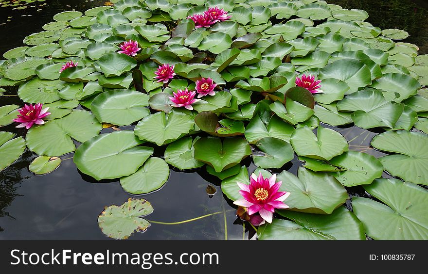 Flower, Plant, Flora, Aquatic Plant