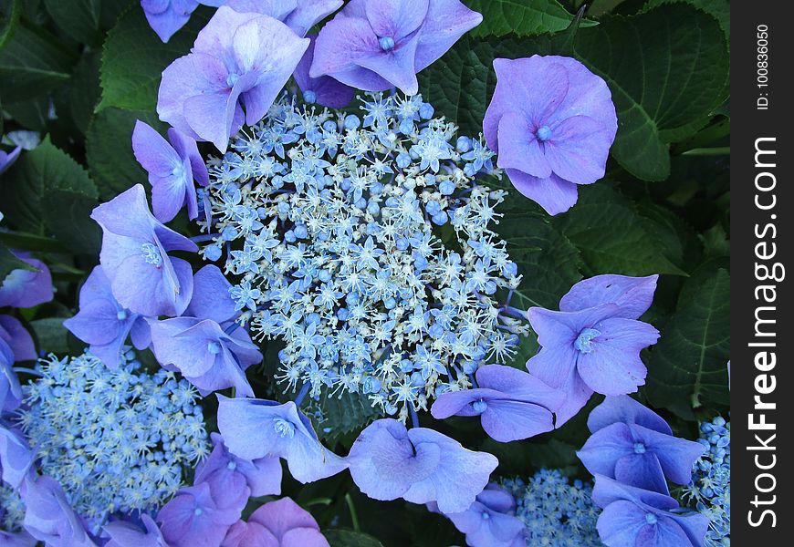 Flower, Blue, Plant, Flowering Plant