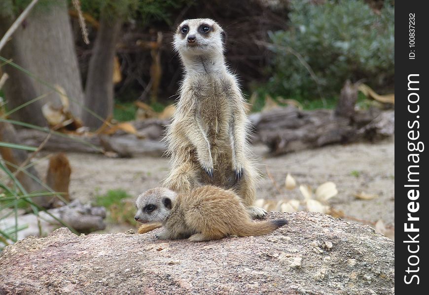 Meerkat, Mammal, Terrestrial Animal, Fauna