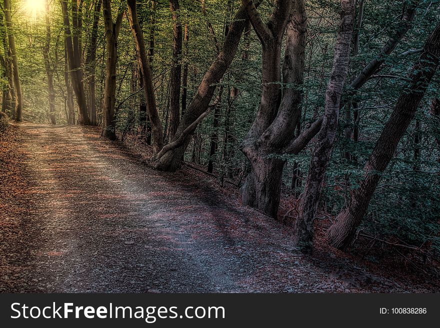 Woodland, Forest, Path, Nature