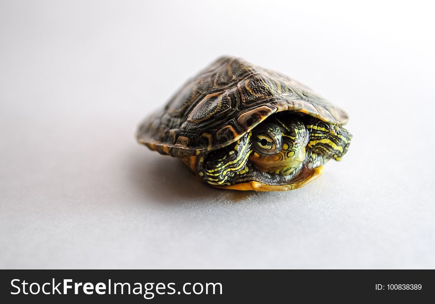 Turtle, Emydidae, Reptile, Tortoise