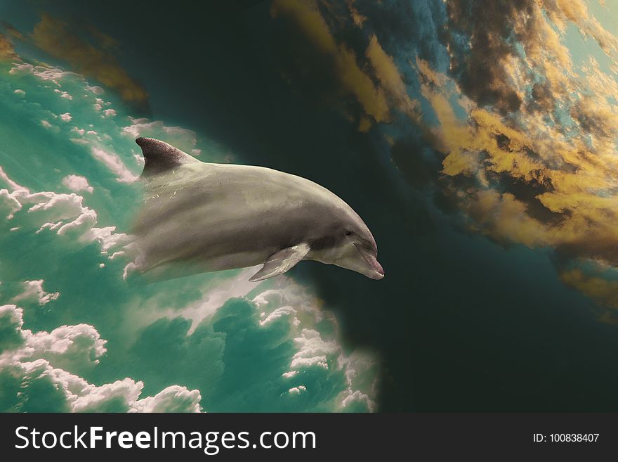 Dolphin, Marine Mammal, Whales Dolphins And Porpoises, Water