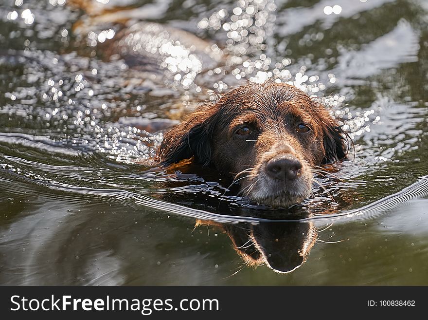 Dog, Water, Dog Like Mammal, Dog Breed