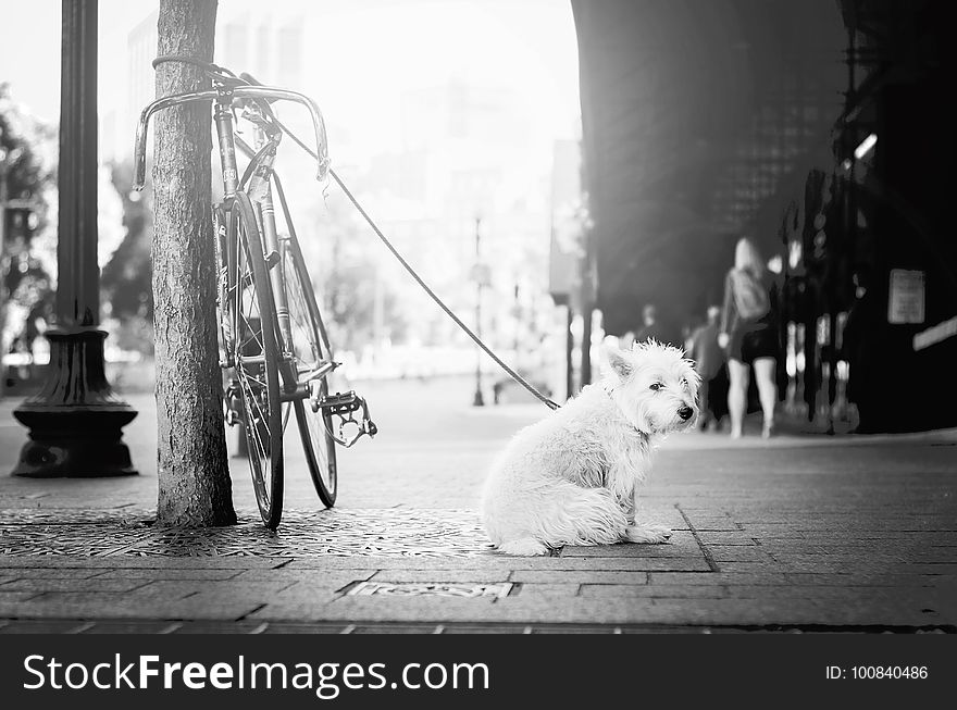 White, Photograph, Black, Black And White