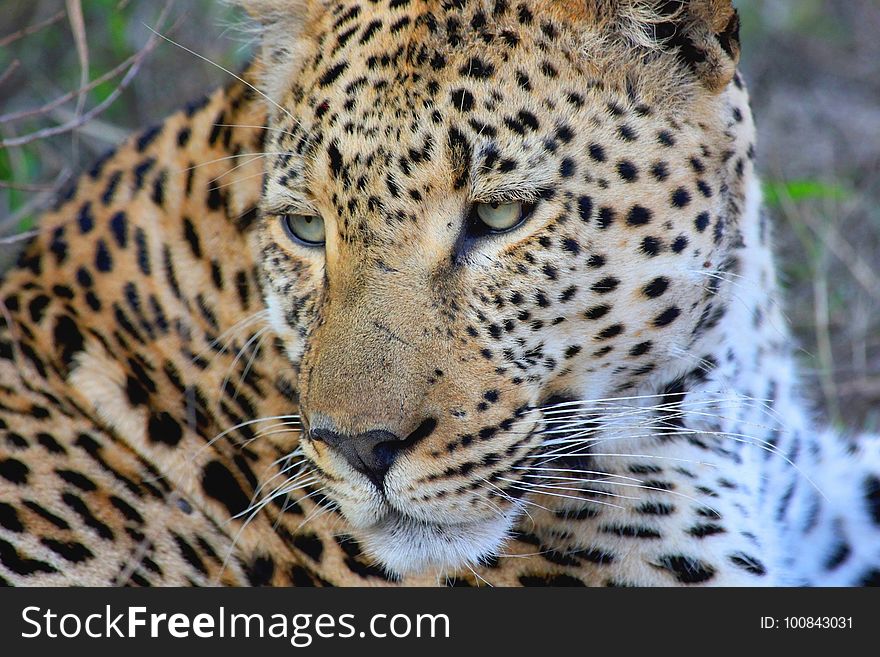 Leopard, Wildlife, Terrestrial Animal, Jaguar