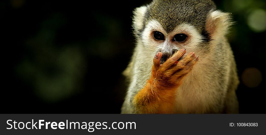 Fauna, Mammal, Squirrel Monkey, New World Monkey