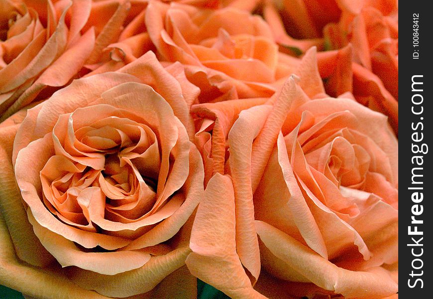 Rose, Flower, Pink, Garden Roses
