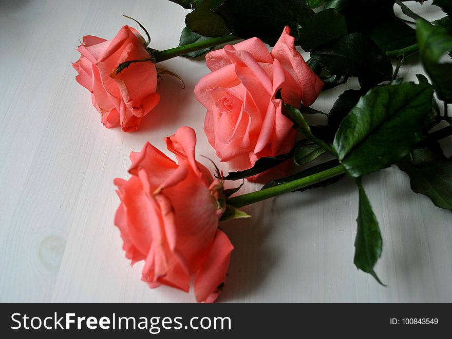 Flower, Garden Roses, Rose, Red