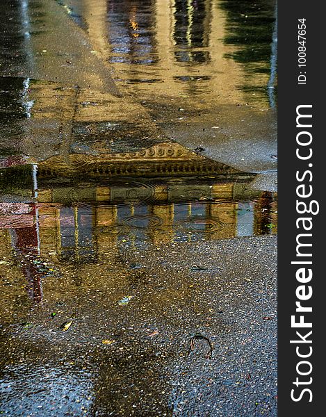 Reflection, Water, Leaf, Tree