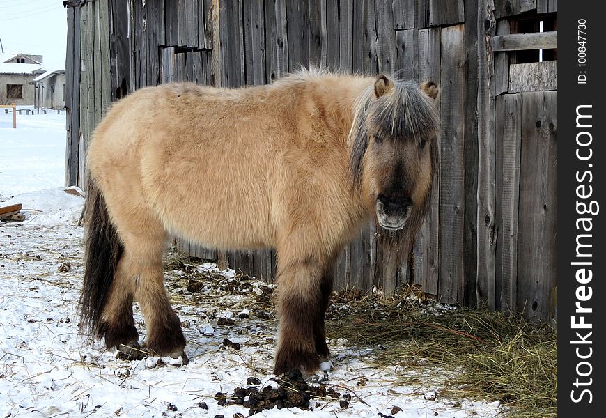 Horse Like Mammal, Horse, Mane, Pony