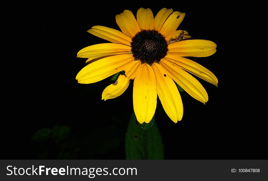 Flower, Yellow, Flora, Close Up