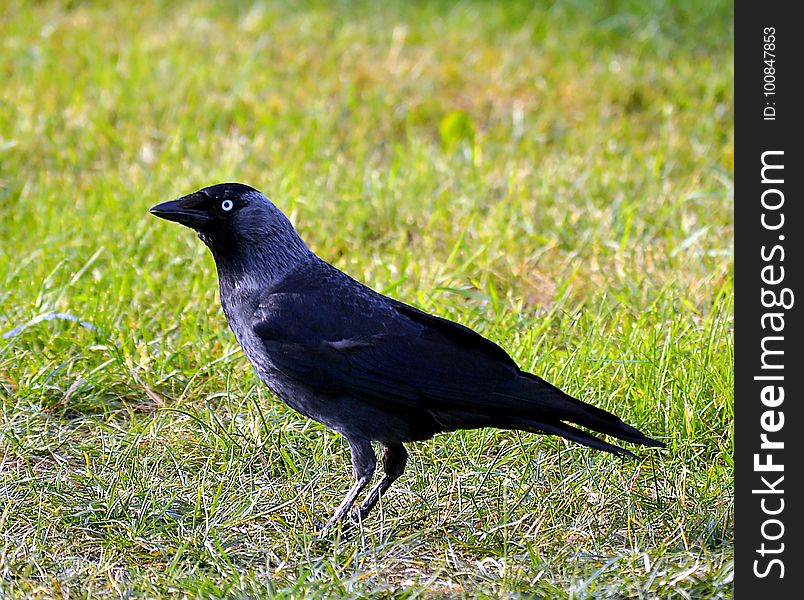 Bird, American Crow, Crow, Fauna