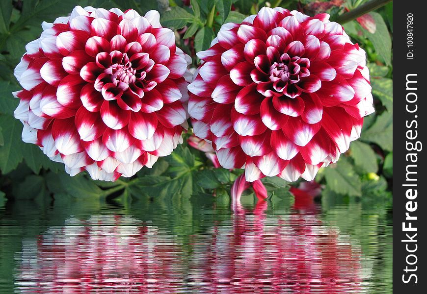 Flower, Plant, Flowering Plant, Dahlia