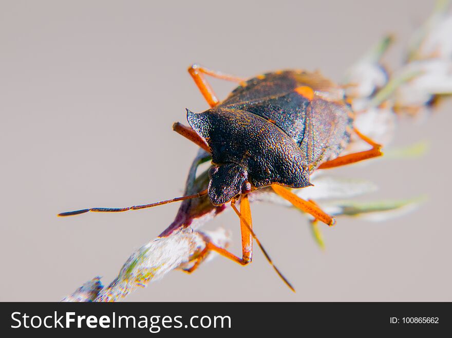 Red-legged shieldbug up close