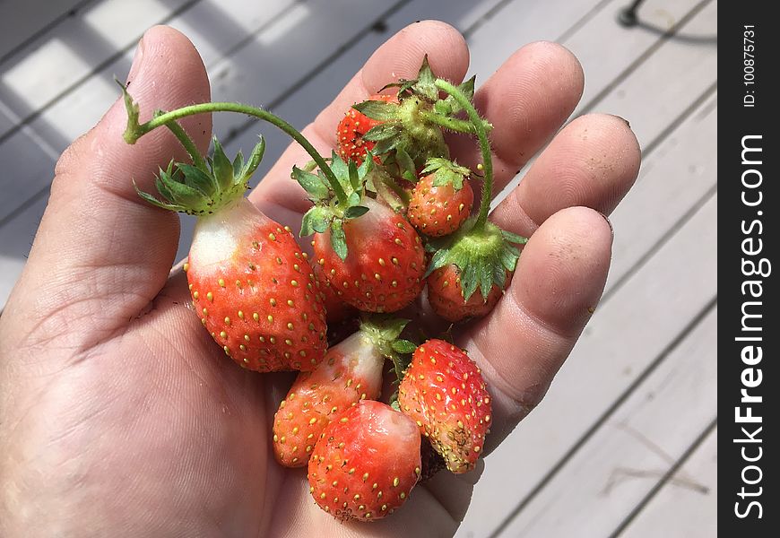 Today&x27;s Handful Of Strawberries