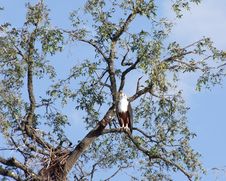 African Eagle - Chobe National Park, Botswana Royalty Free Stock Photography African Eagle - Chobe National Park, Botswana Royalty Free Stock Photography