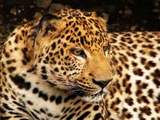 Leopard Face Royalty Free Stock Images