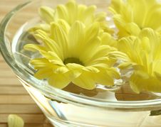 Yellow Flowers Floating In Bowl. Stock Image