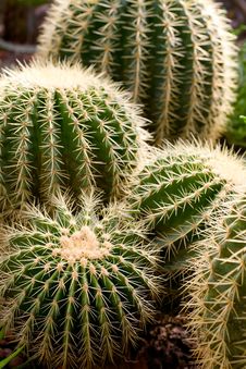 Succulent Plants Stock Image Succulent Plants Stock Image