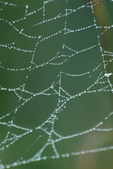 Spider’s Web Covered With Dew Royalty Free Stock Photos