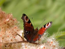 Peacock Butterfly Stock Images